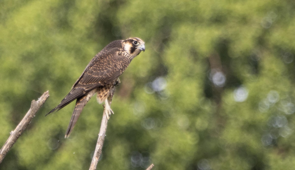 Belatz handia - ML644551988