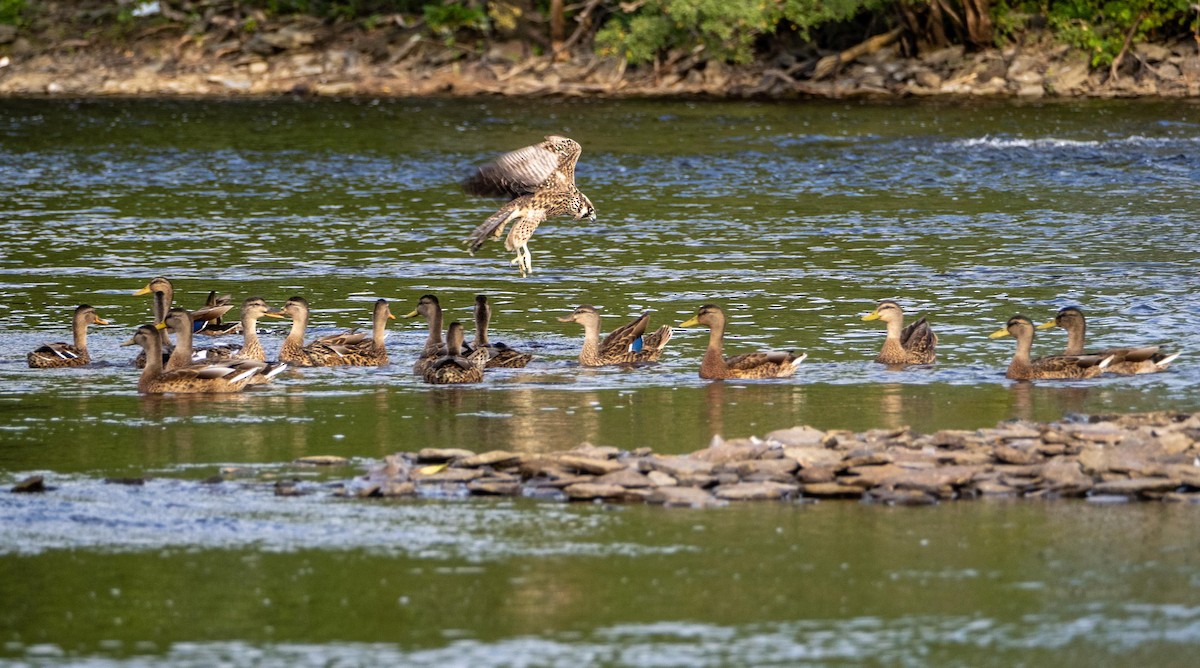 ハヤブサ - ML644551989