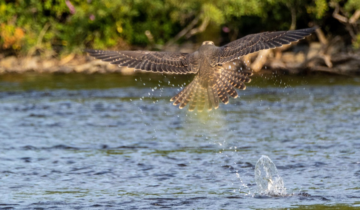 ハヤブサ - ML644551990