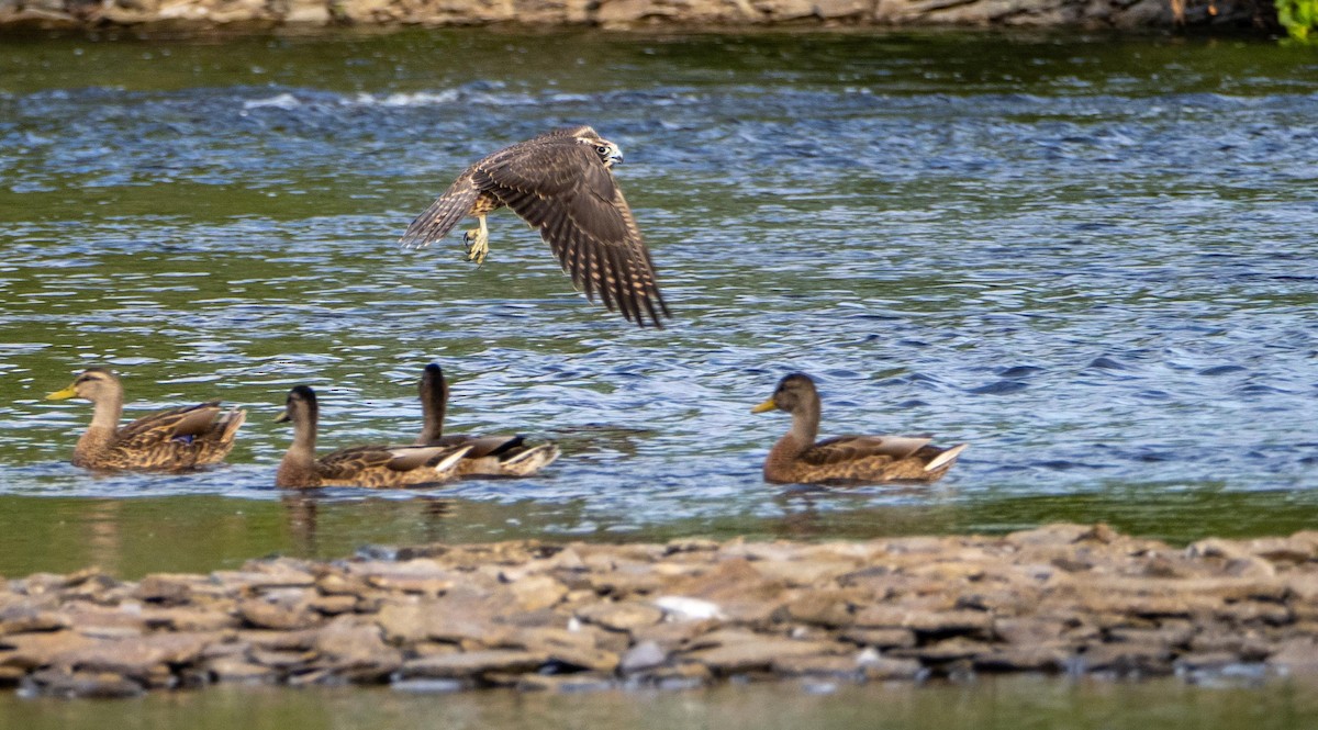 ハヤブサ - ML644551991