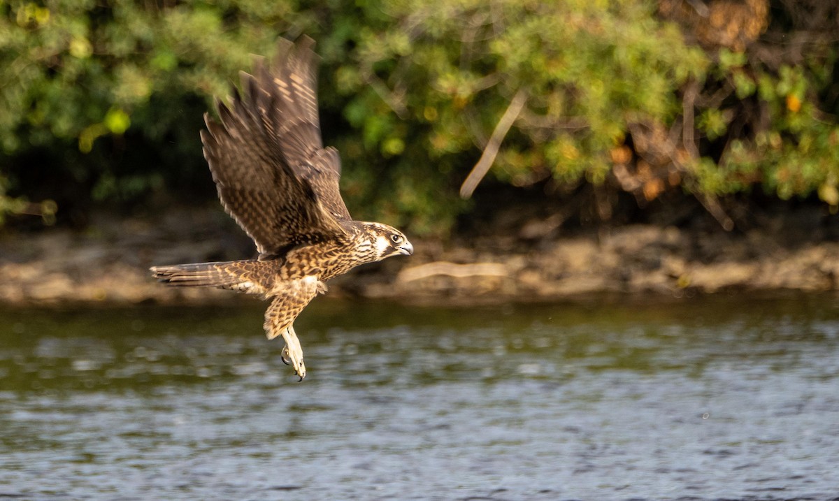 ハヤブサ - ML644551992