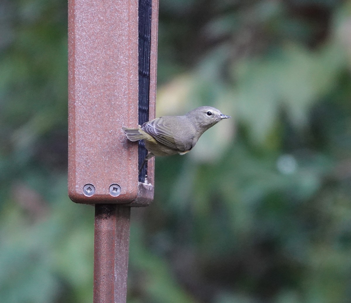 Orange-crowned Warbler - ML644551994