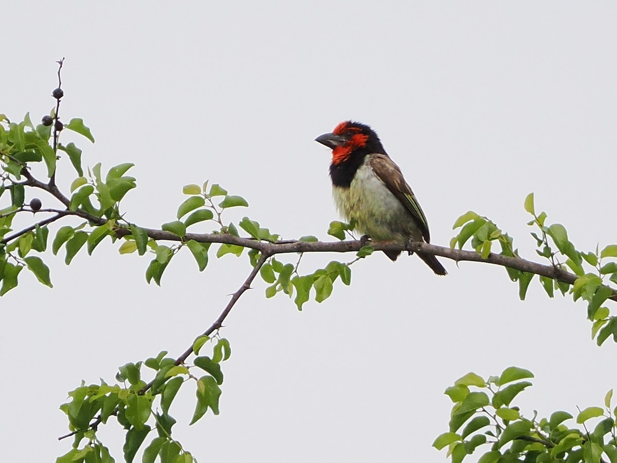 Kara Kolyeli Barbet - ML644551998