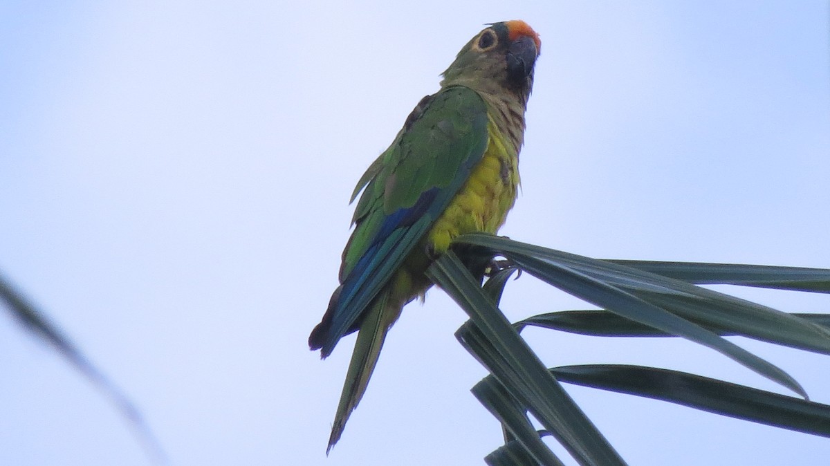 Conure couronnée - ML644552002