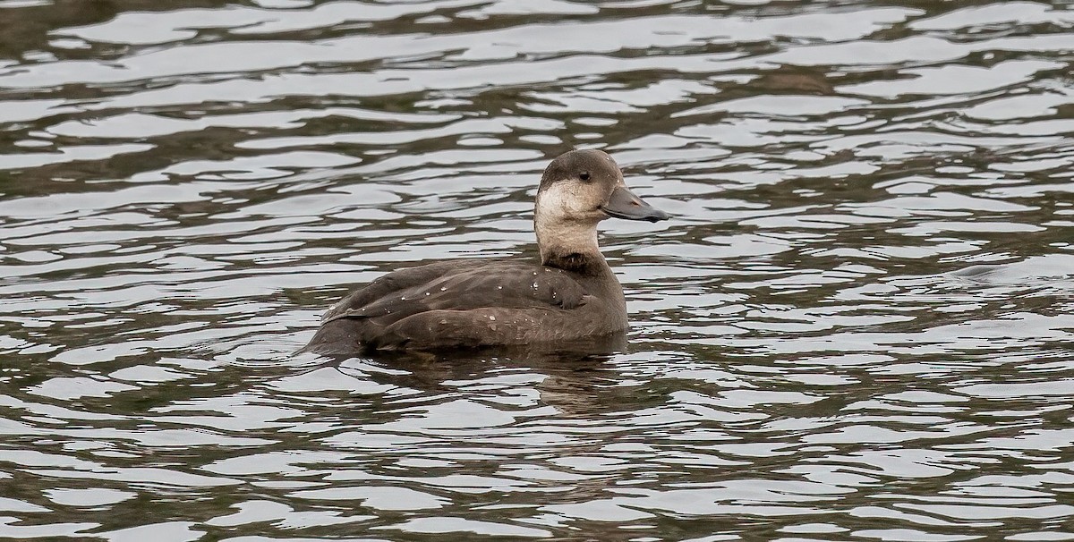 Ahatebeltz amerikarra - ML644552019