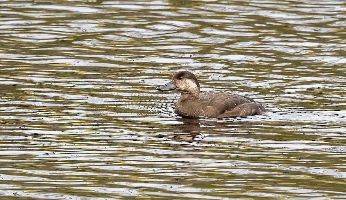 Ahatebeltz amerikarra - ML644552020