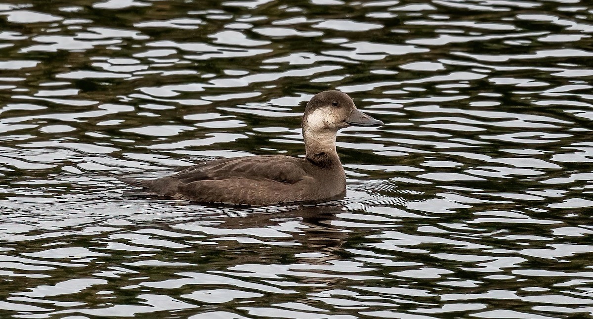 Ahatebeltz amerikarra - ML644552021