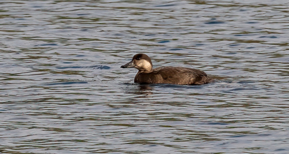 Ahatebeltz amerikarra - ML644552022