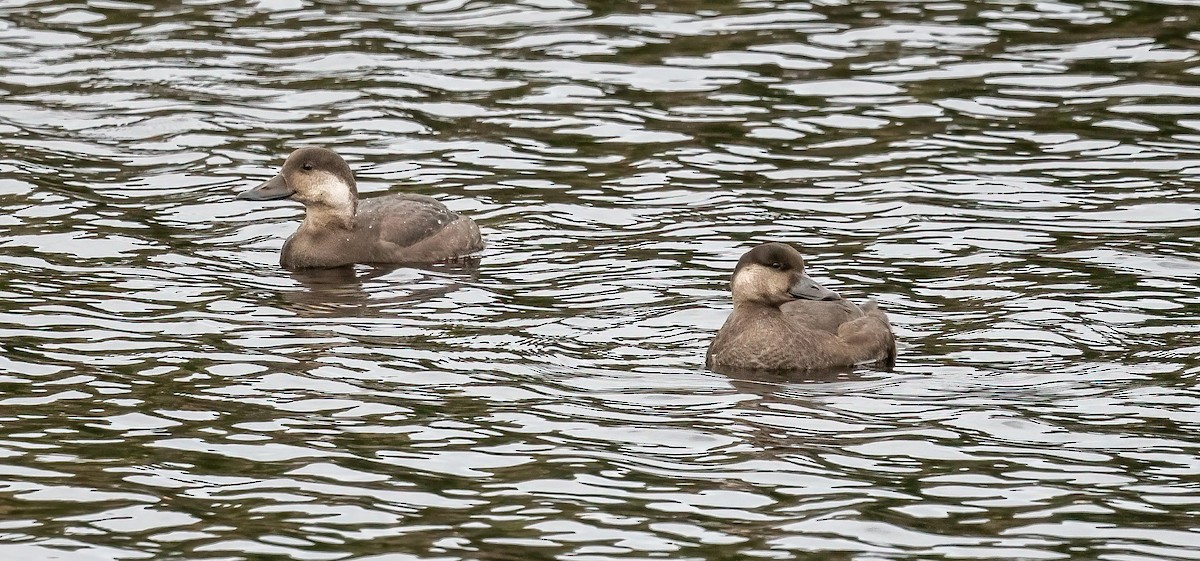 Ahatebeltz amerikarra - ML644552023