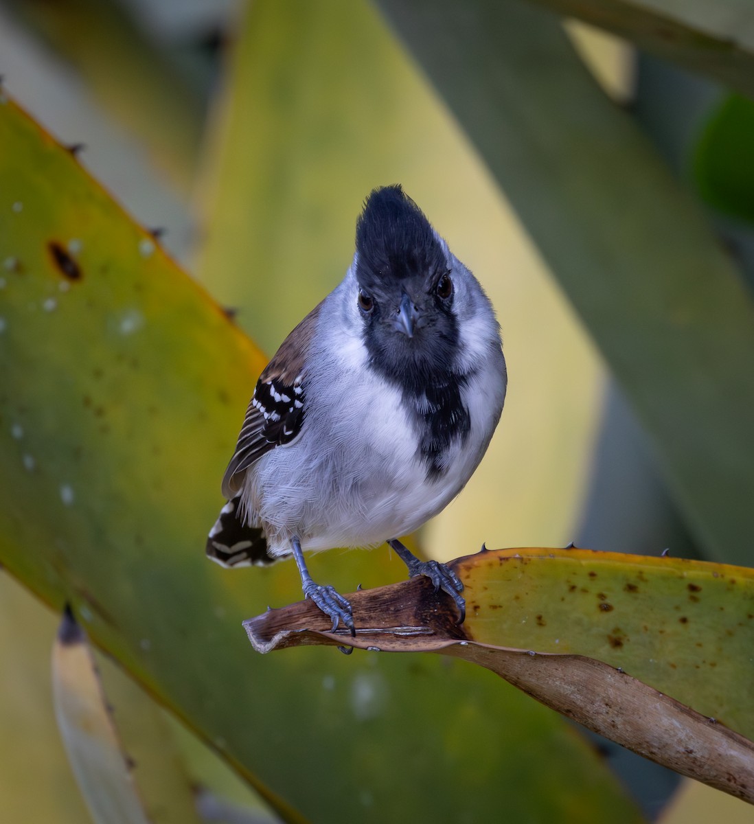 Silberwangen-Ameisenwürger - ML644552026