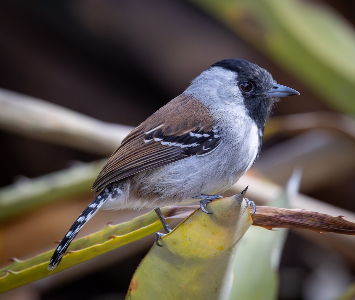 Silberwangen-Ameisenwürger - ML644552027