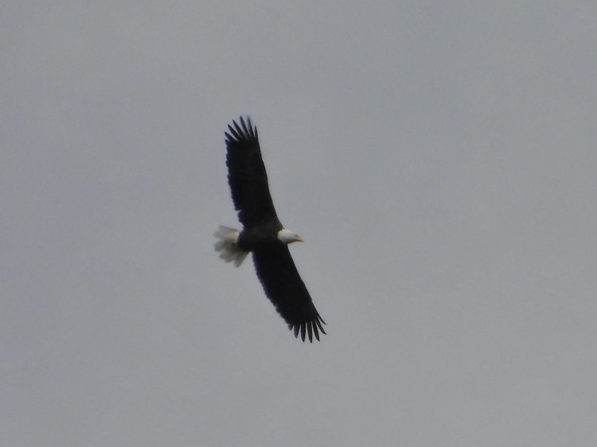 Weißkopf-Seeadler - ML644552029