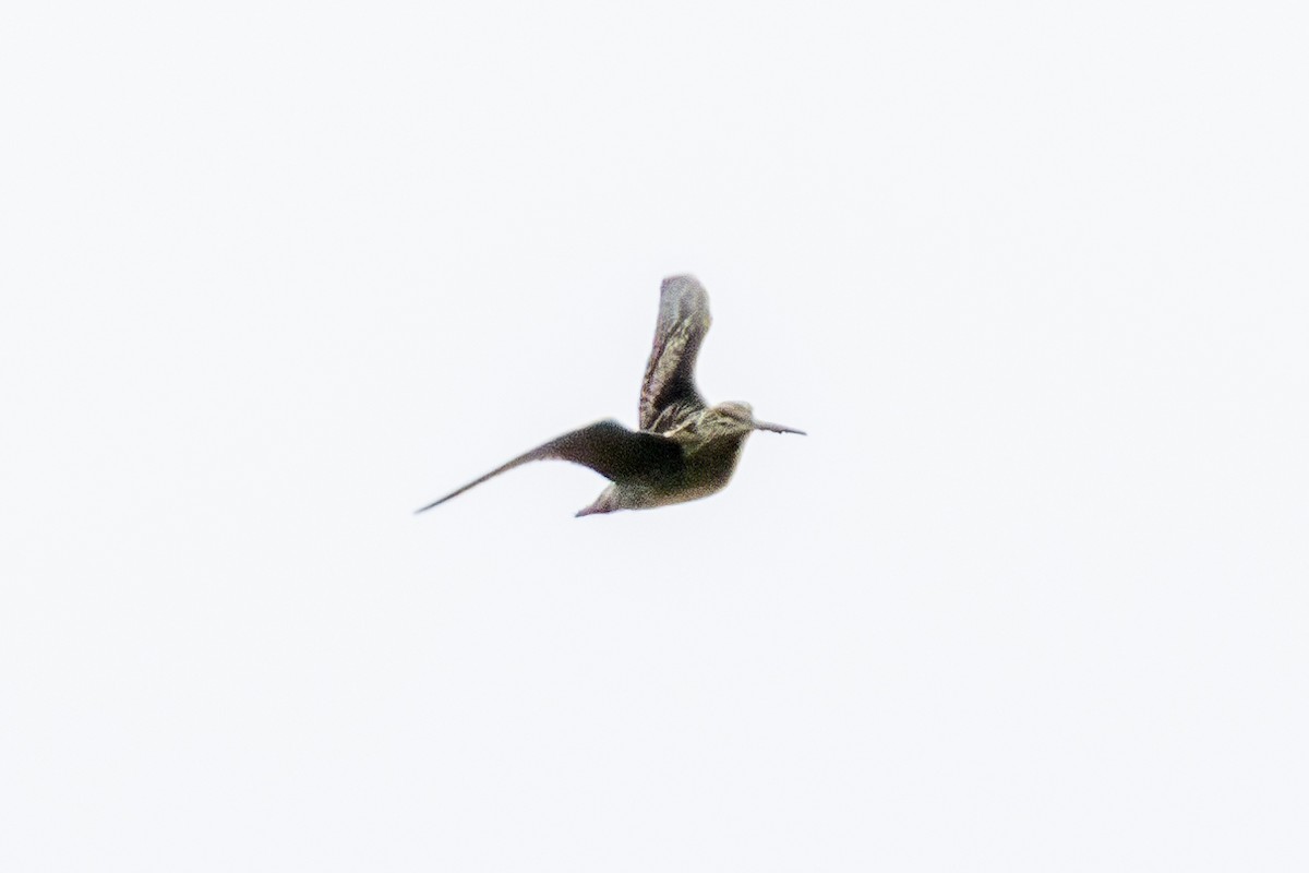 Gallinago, unbestimmt - ML644552035