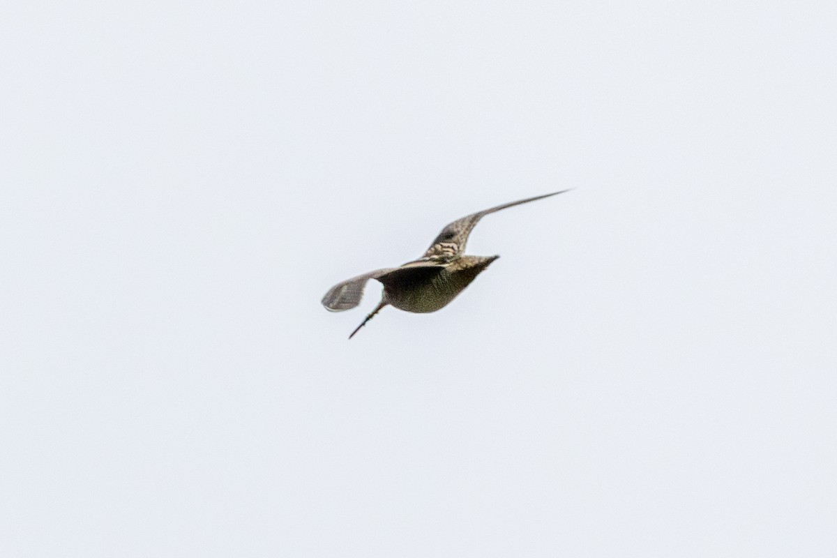 Gallinago, unbestimmt - ML644552038