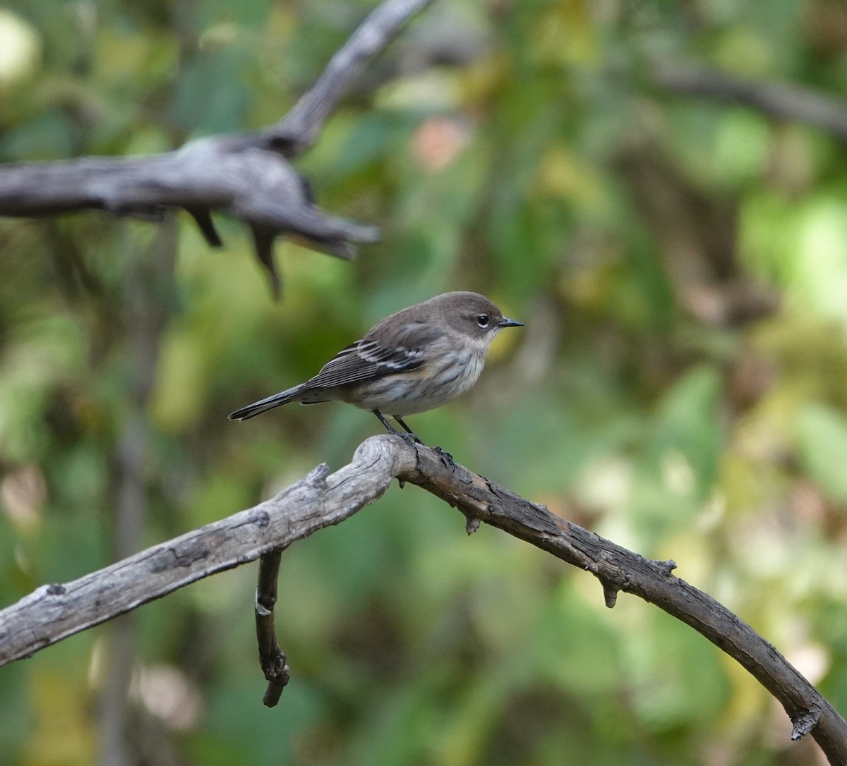 Kronenwaldsänger - ML644552043