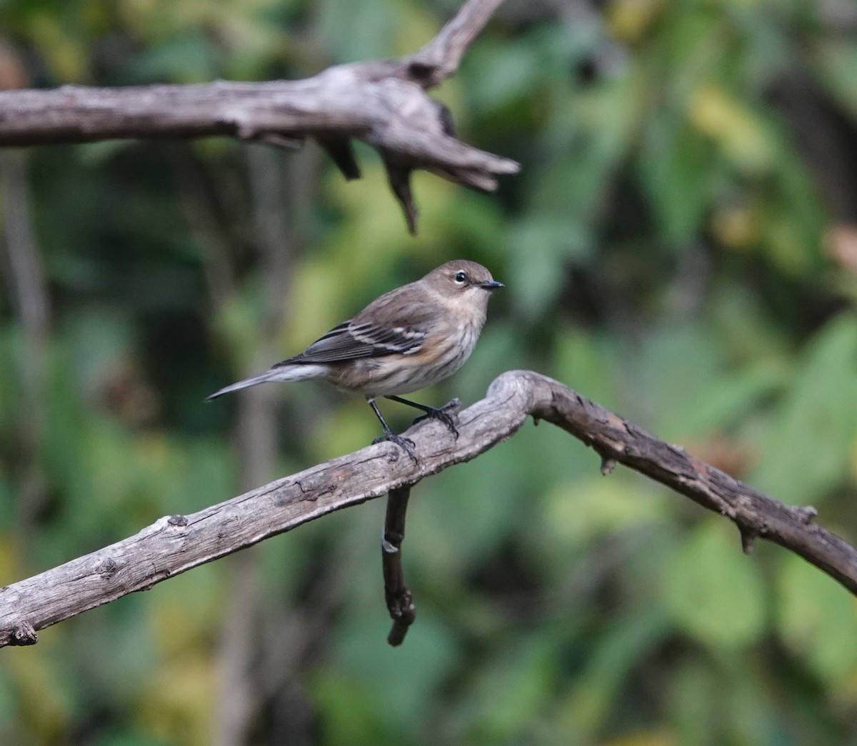 Kronenwaldsänger - ML644552044