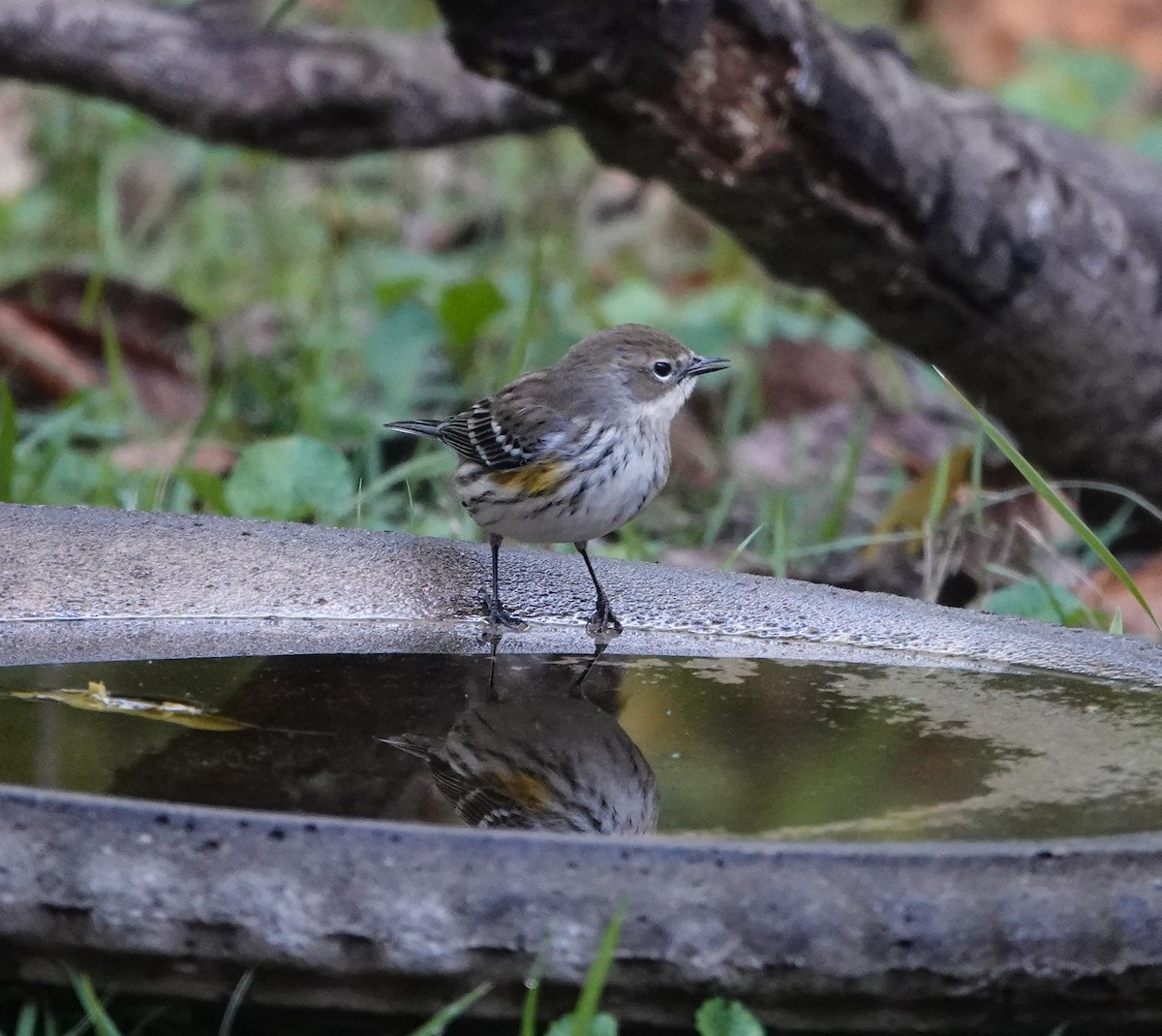 Kronenwaldsänger - ML644552045