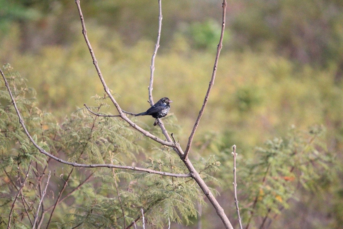 Blue-black Grassquit - ML644552046