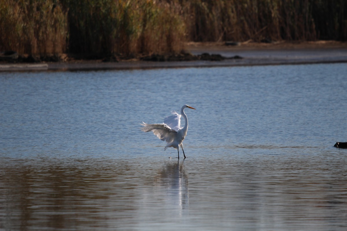 大白鷺 - ML644552048