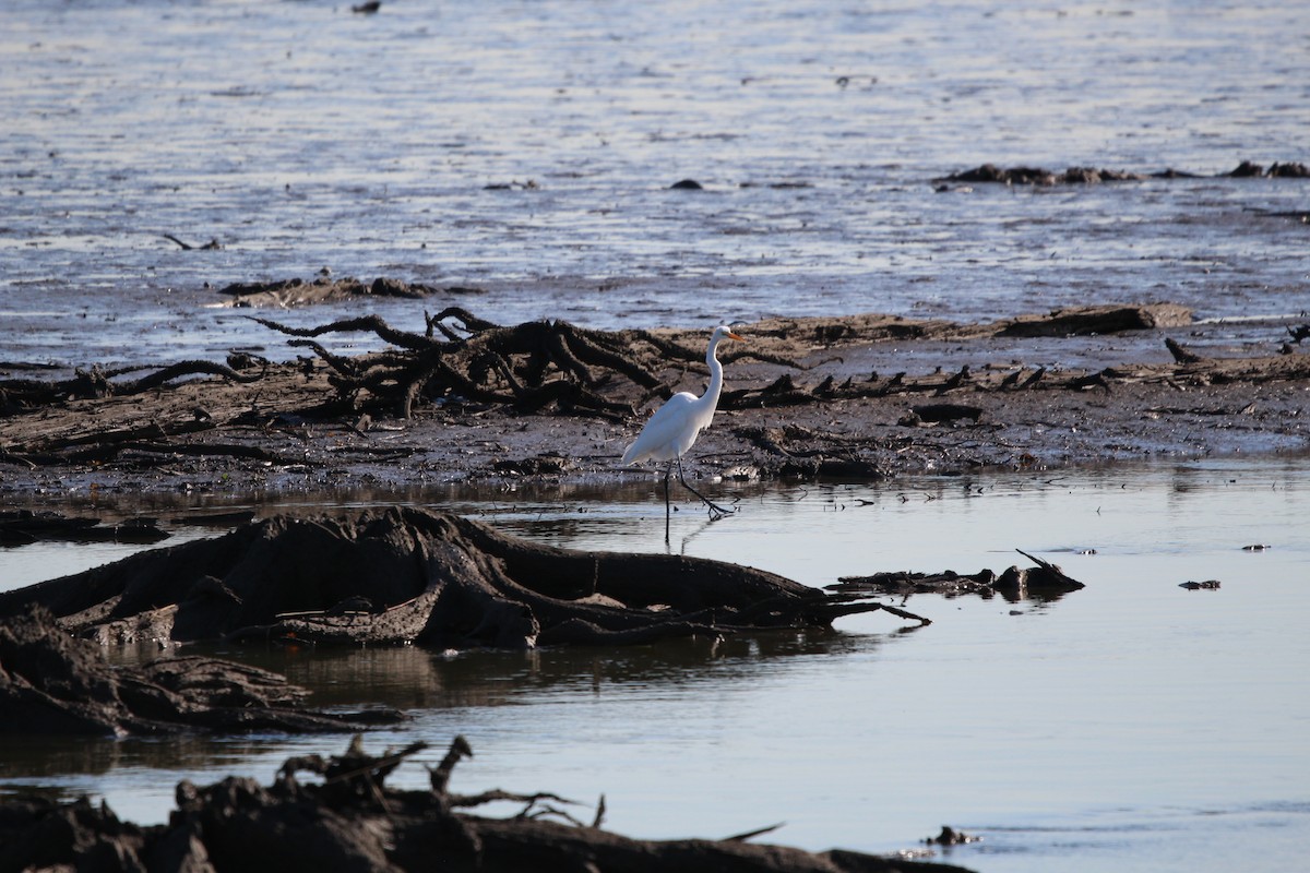 大白鷺 - ML644552051