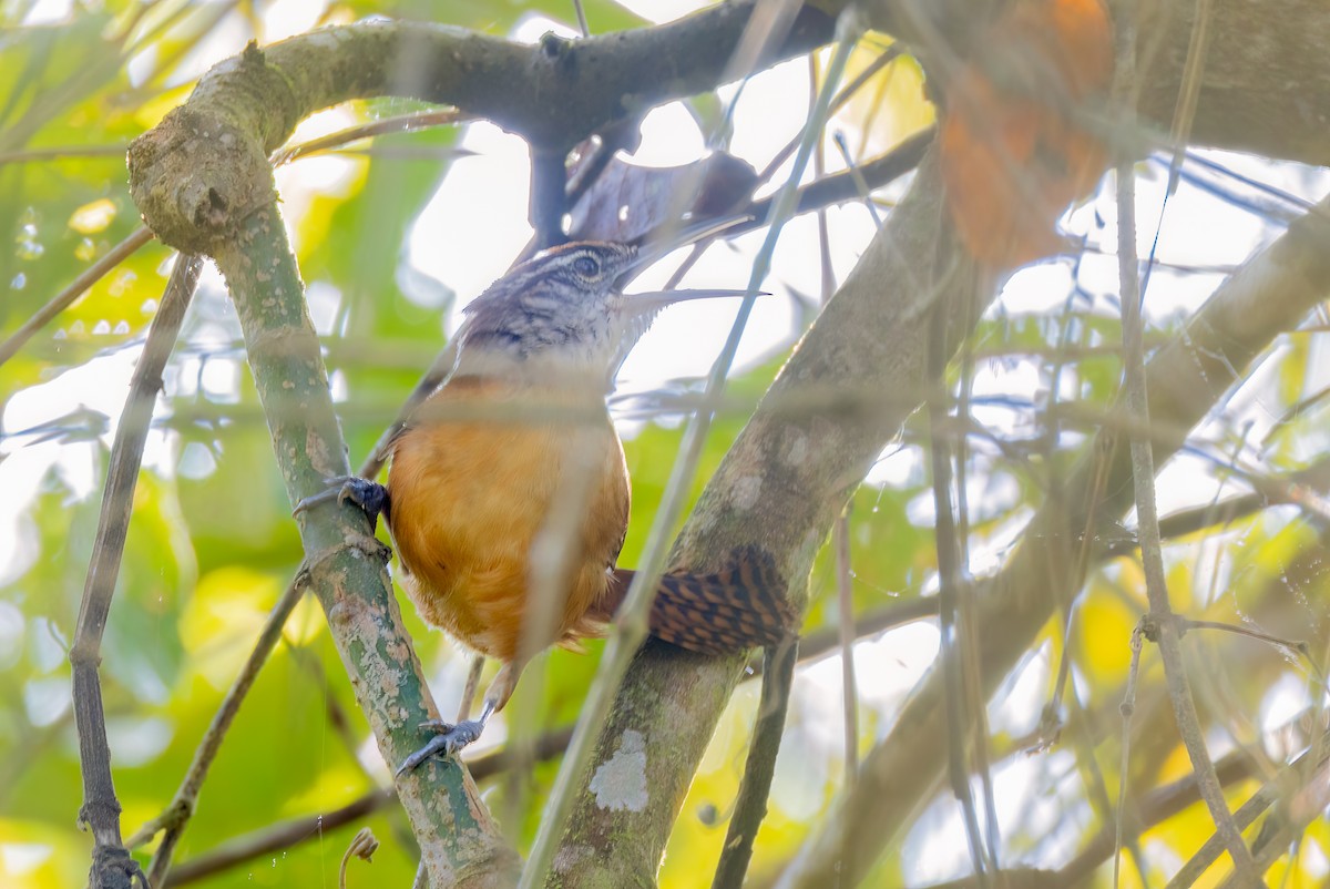 Langschnabel-Zaunkönig - ML644552053