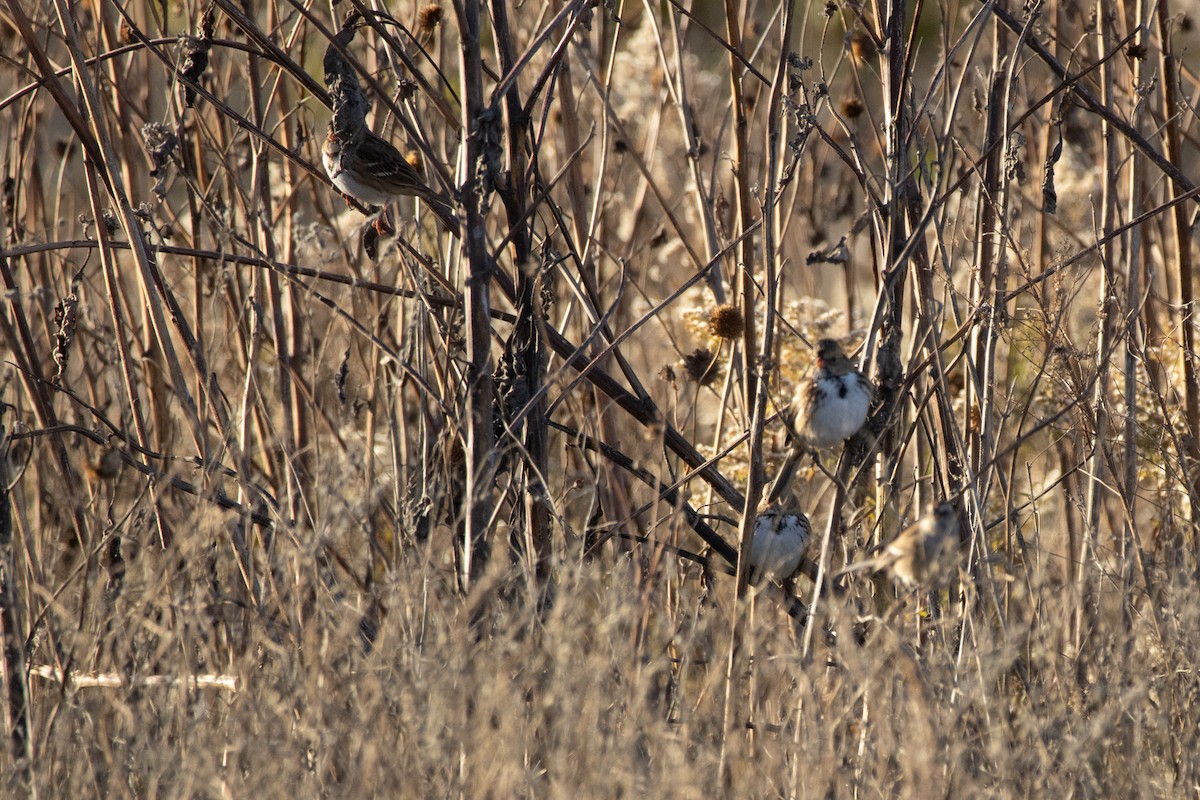 Harrisammer - ML644552054