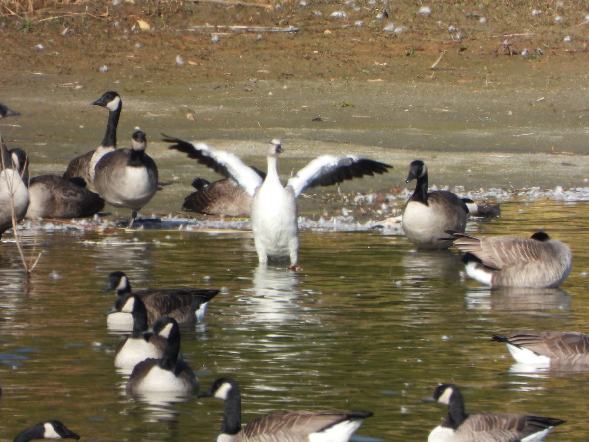 Цасны галуу - ML644552057