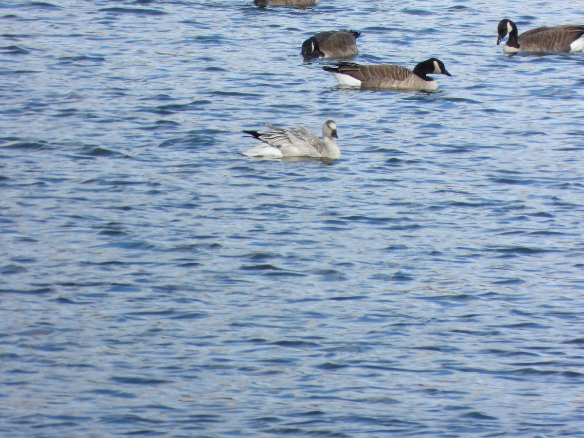 Цасны галуу - ML644552058