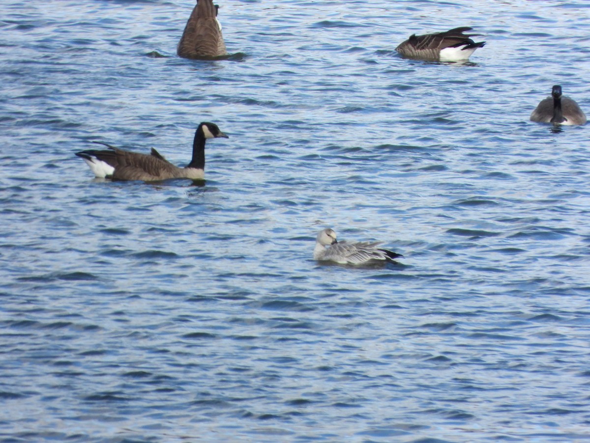 Цасны галуу - ML644552059