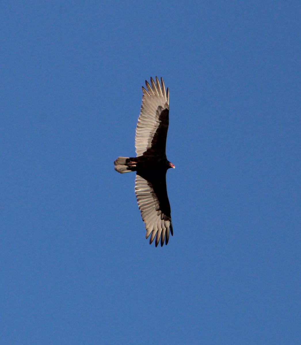 kalkunkondor - ML644552061