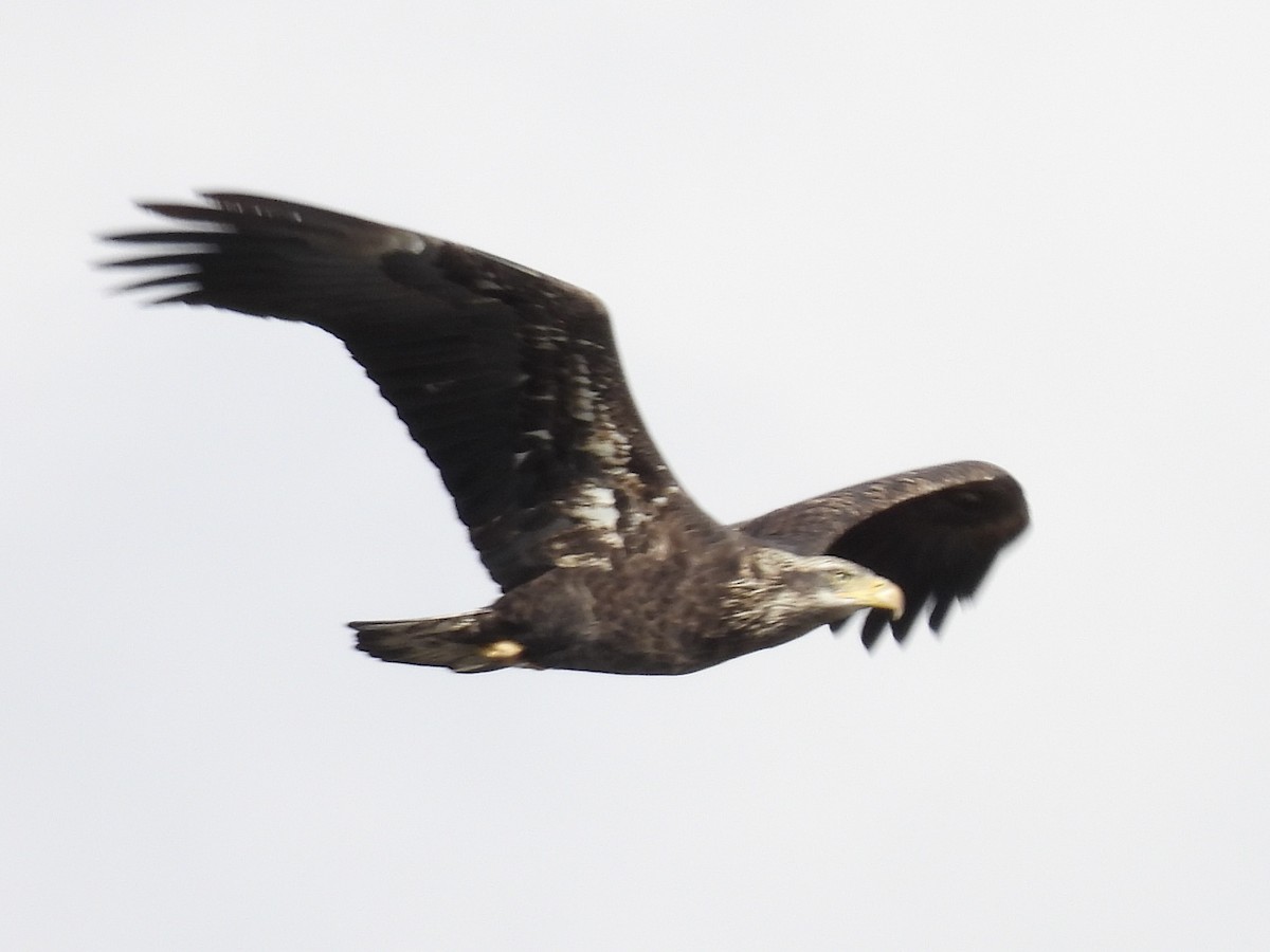 Pygargue à tête blanche - ML644552065