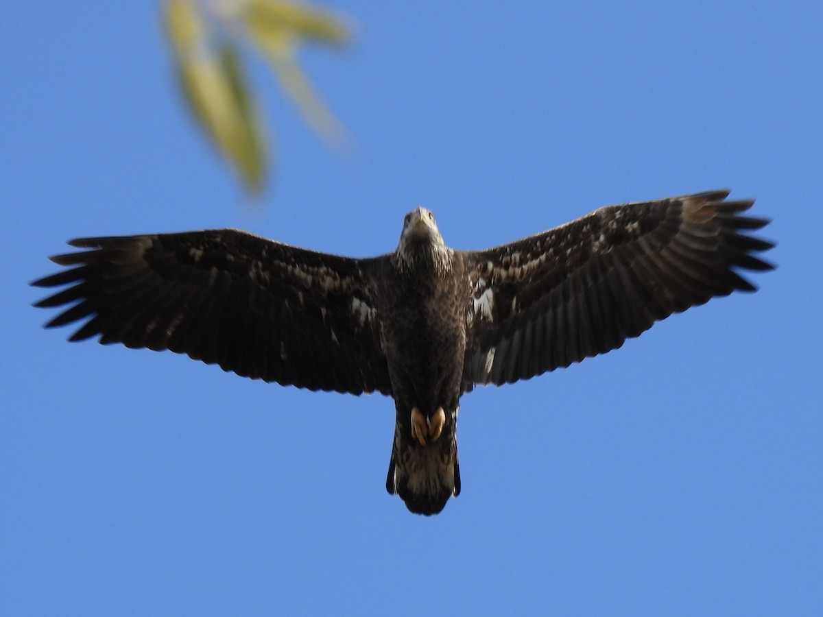 Pygargue à tête blanche - ML644552068