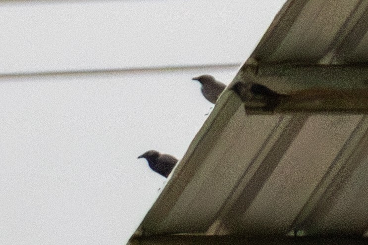 Stourne chanteur - ML644552072