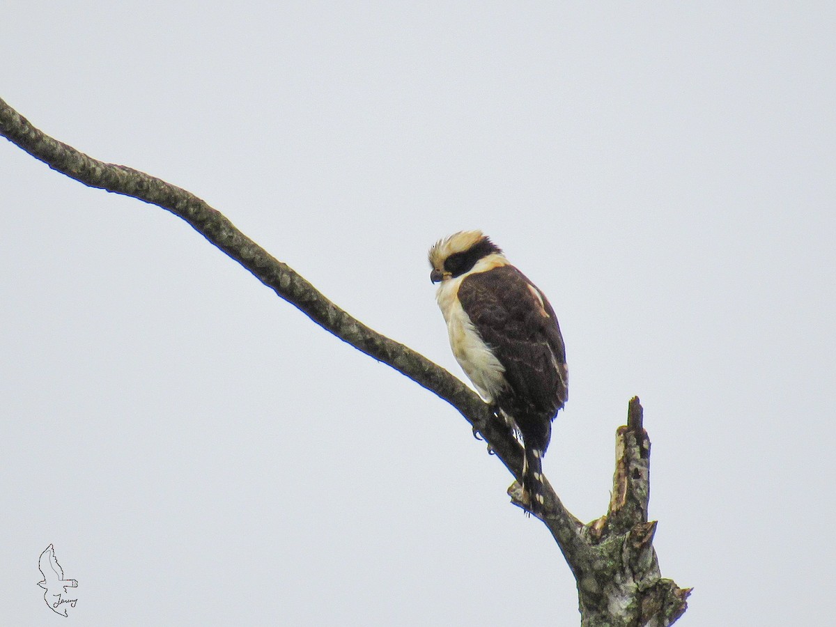 Laughing Falcon - ML644552073
