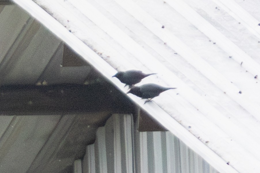 Stourne chanteur - ML644552074