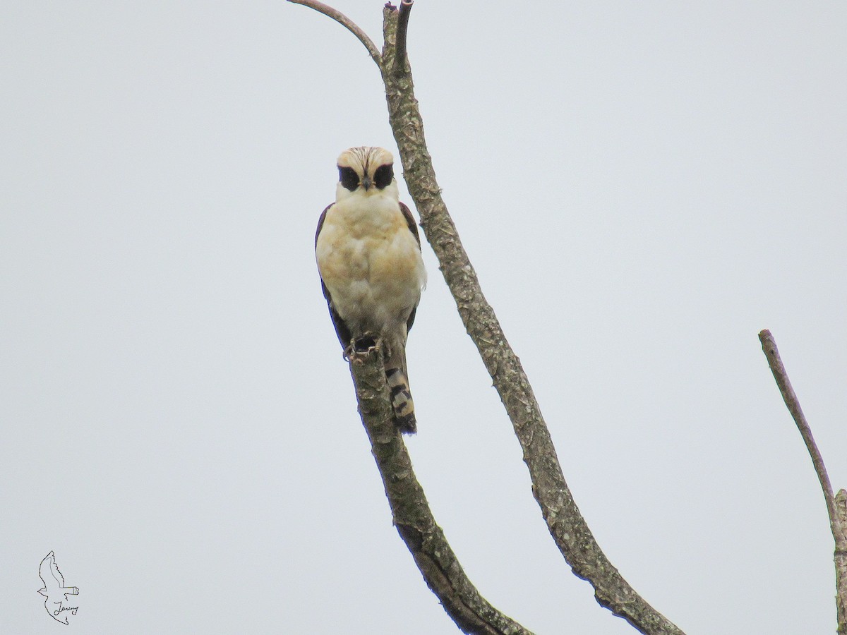 Laughing Falcon - ML644552075