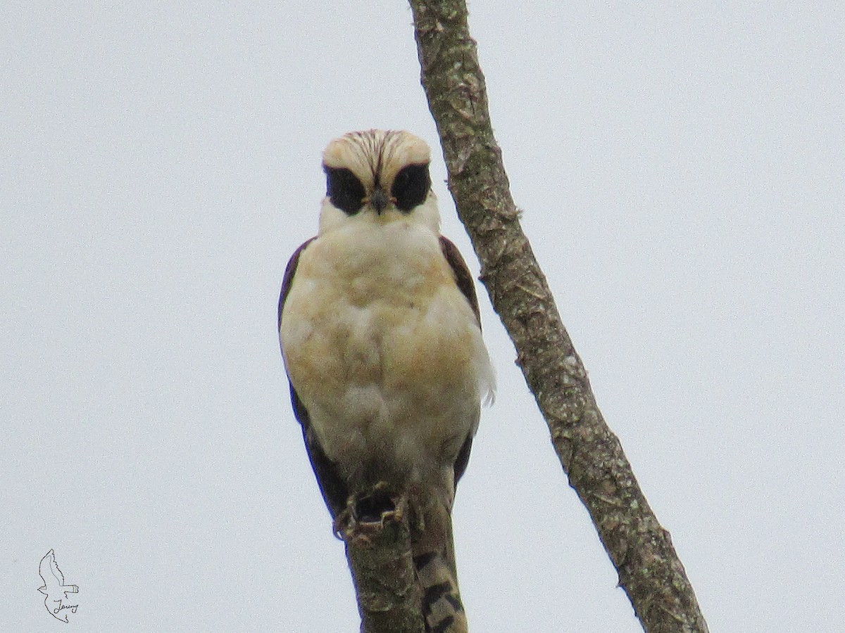 Laughing Falcon - ML644552077