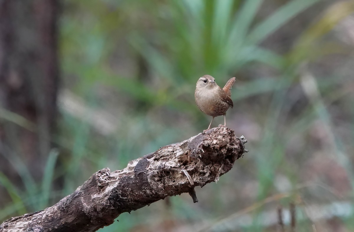 Troglodyte des forêts - ML644552083