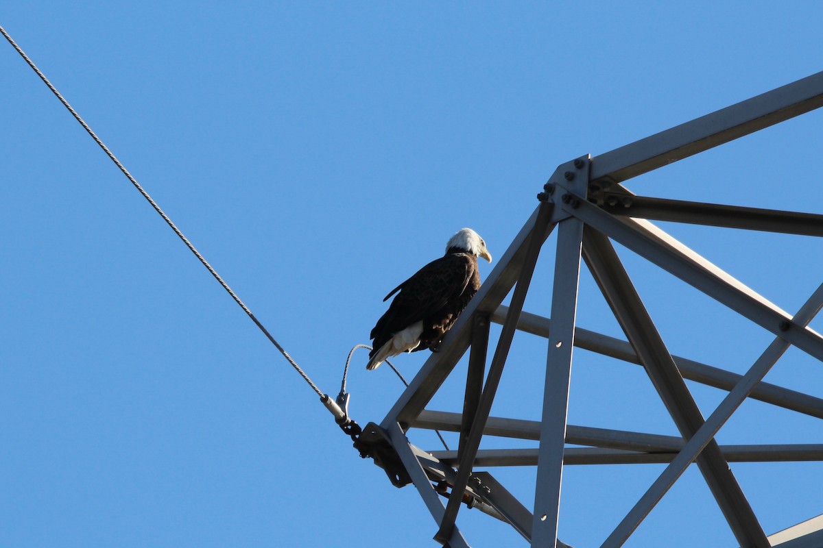 Bald Eagle - ML644552084