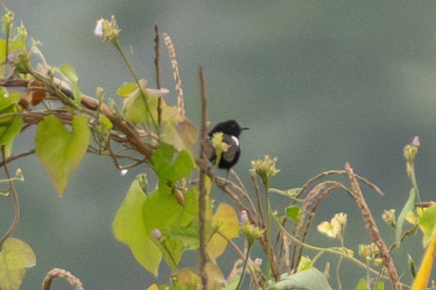 White-shouldered Fairywren - ML644552087