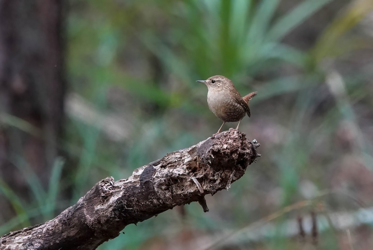 Troglodyte des forêts - ML644552088