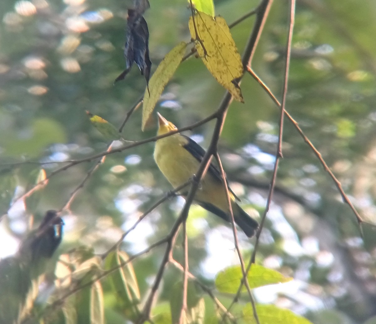 Piranga gorri-beltza - ML644552089