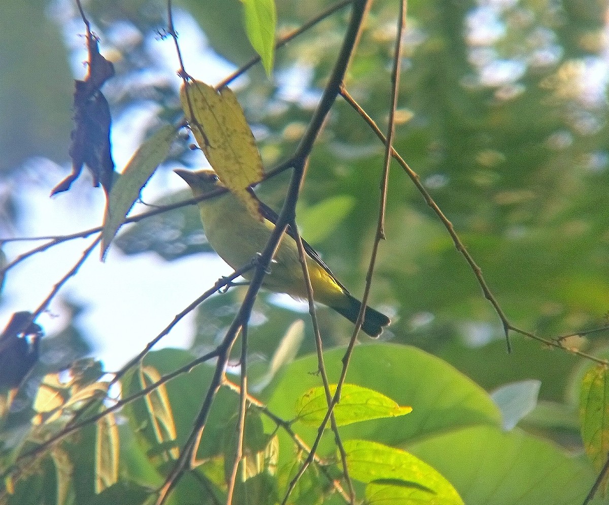 Piranga gorri-beltza - ML644552090