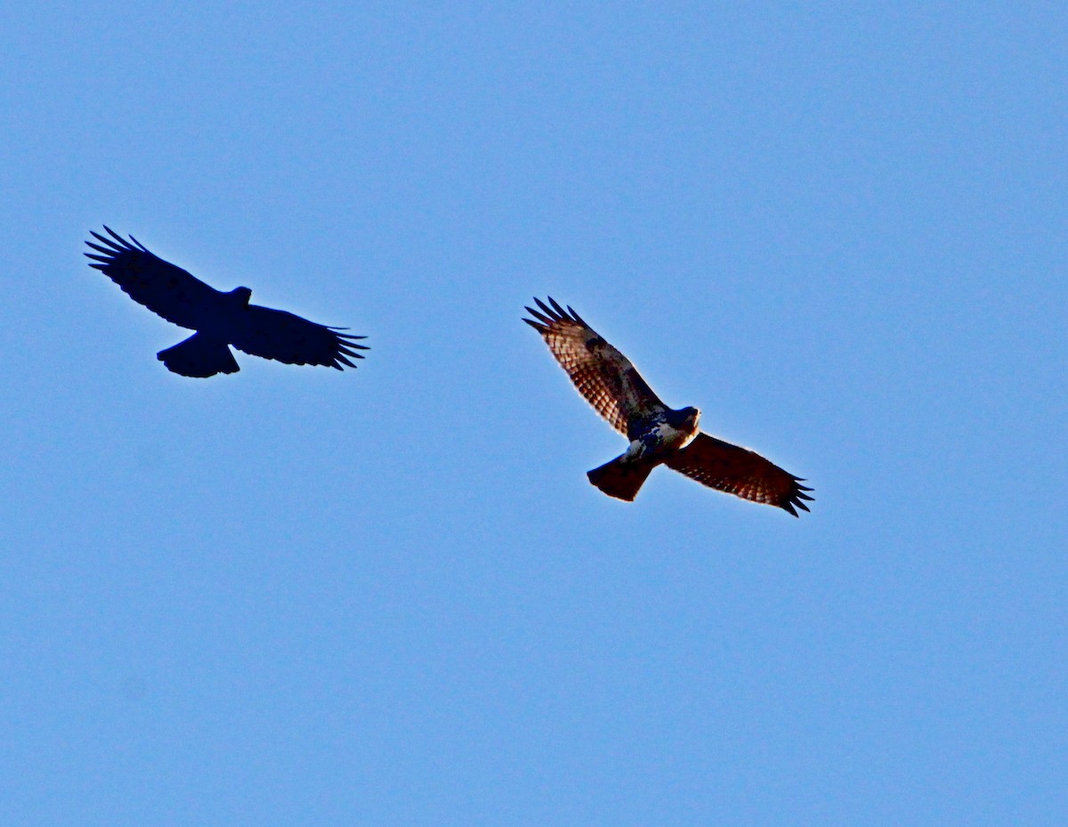 Канюк неоарктичний - ML644552091