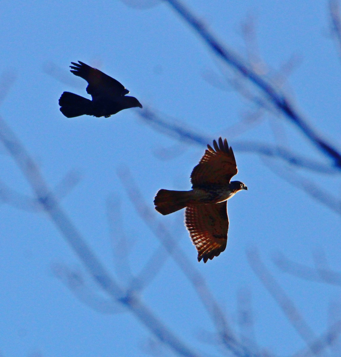 Канюк неоарктичний - ML644552092