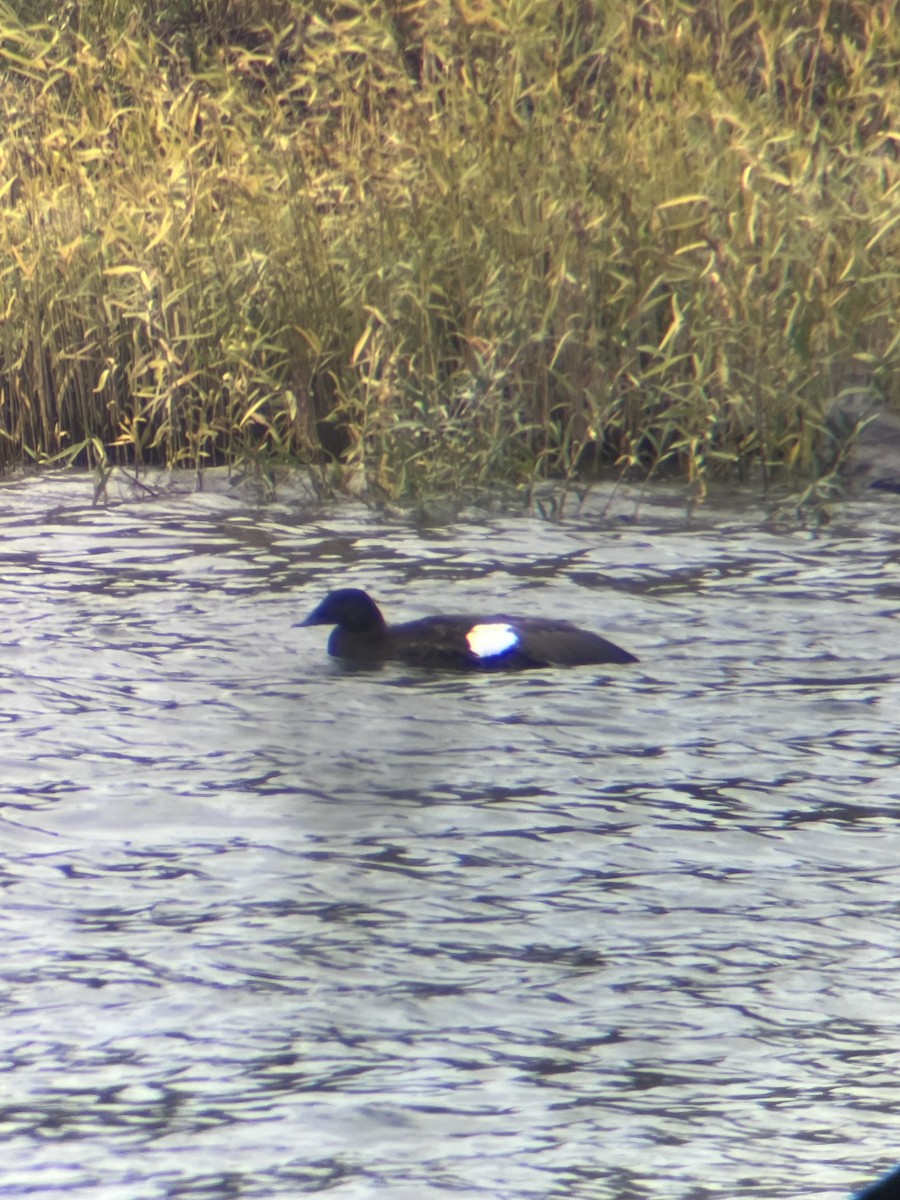 Macreuse à ailes blanches - ML644552100