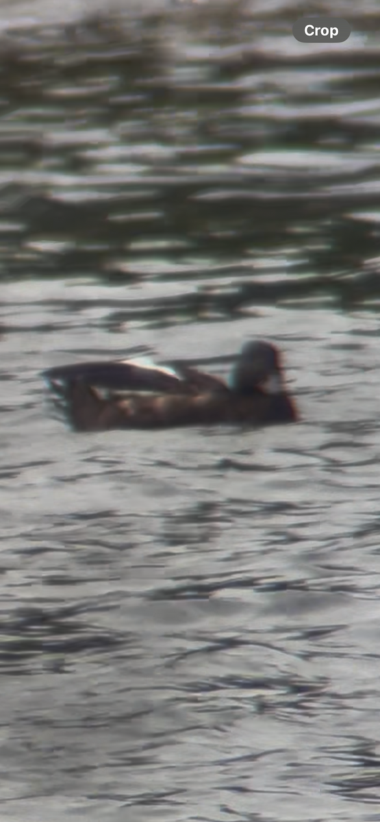 Macreuse à ailes blanches - ML644552105