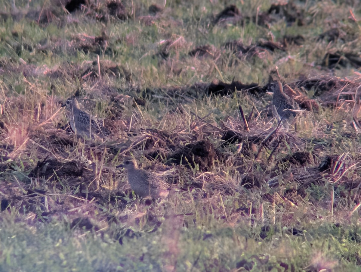 Pluvier bronzé - ML644552110