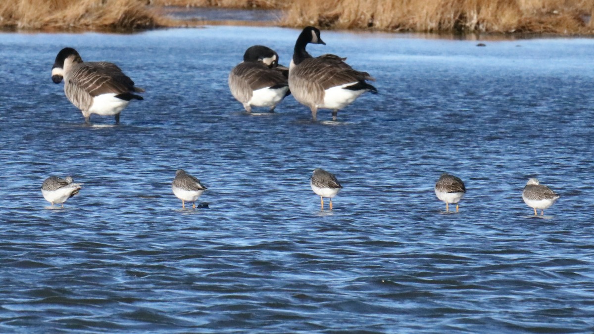 Grand Chevalier - ML644552111