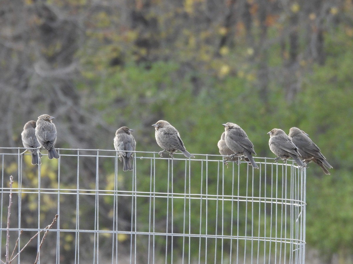 Brown-headed Cowbird - ML644552125